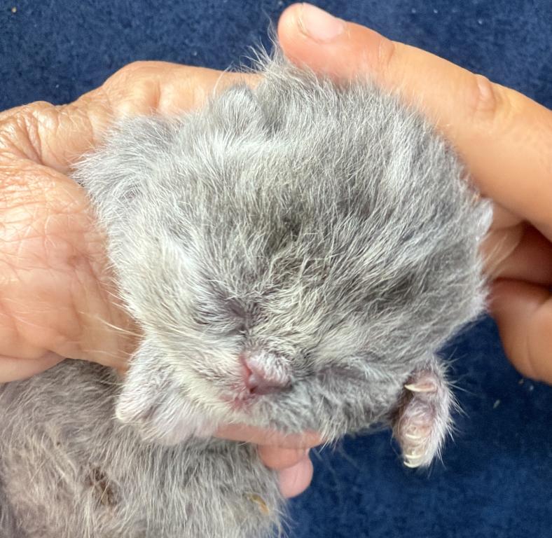 Exotic Blue Cream Female photo 1