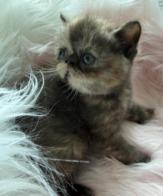 Exotic Chocolate  Tortie Female photo 2