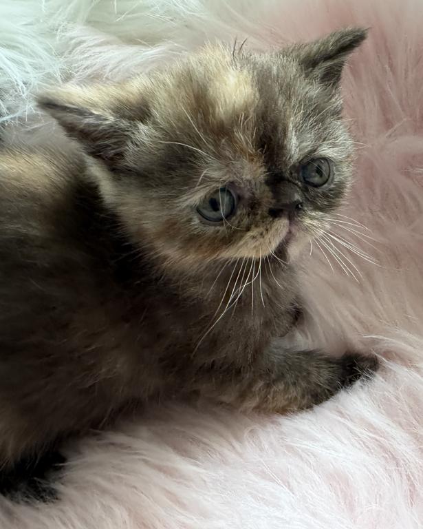 Exotic Chocolate  Tortie Female photo 3
