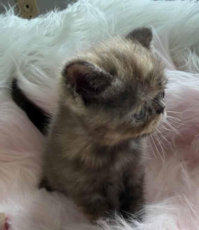 Exotic Chocolate  Tortie Female photo 1