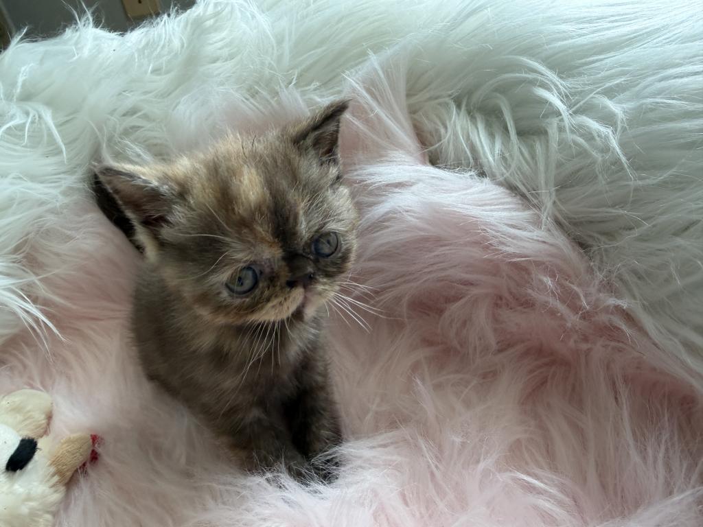 Exotic Chocolate  Tortie Female photo 5
