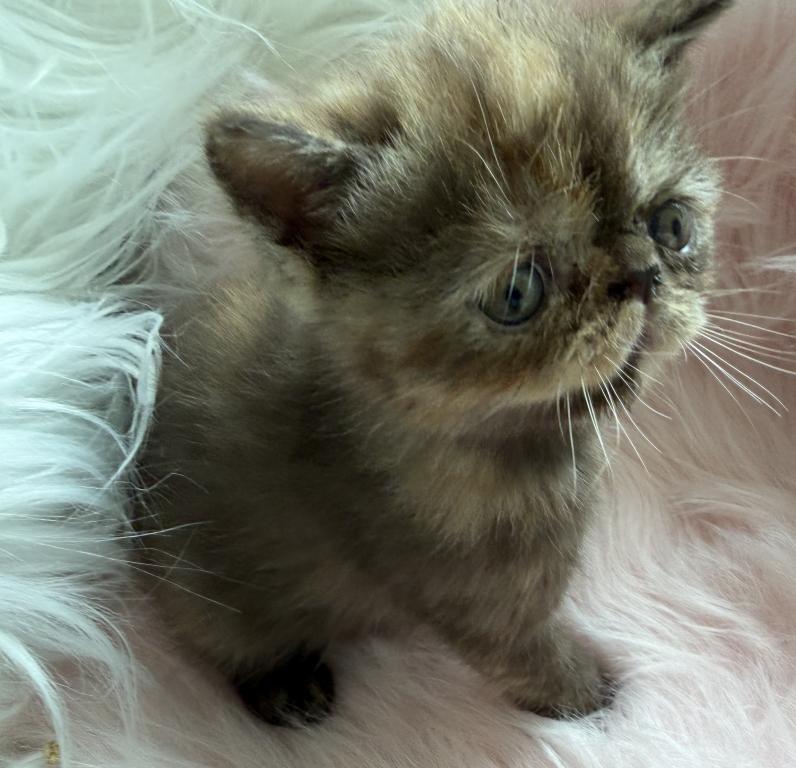 Exotic Chocolate  Tortie Female photo 4