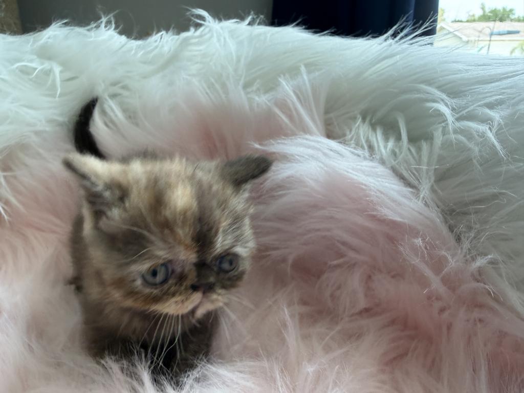 Exotic Chocolate  Tortie Female photo 6