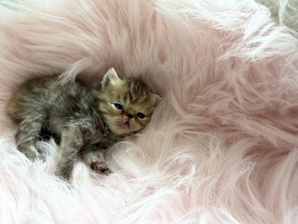 Exotic Tabby Tabby photo 6
