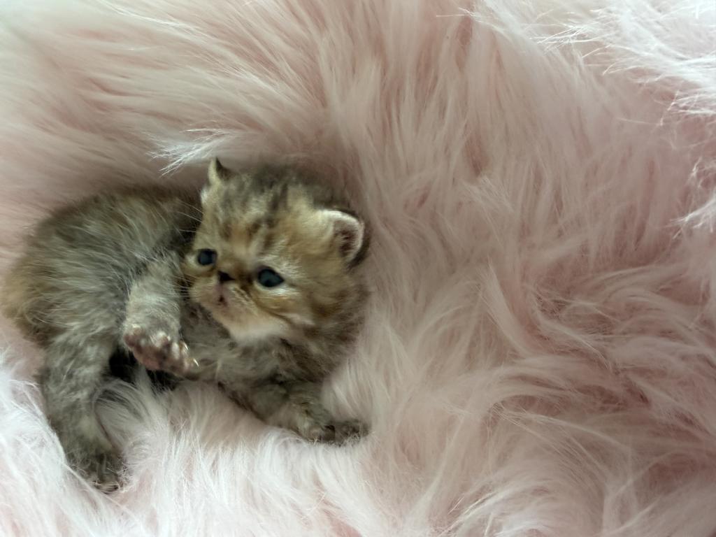 Exotic Tabby Tabby photo 3