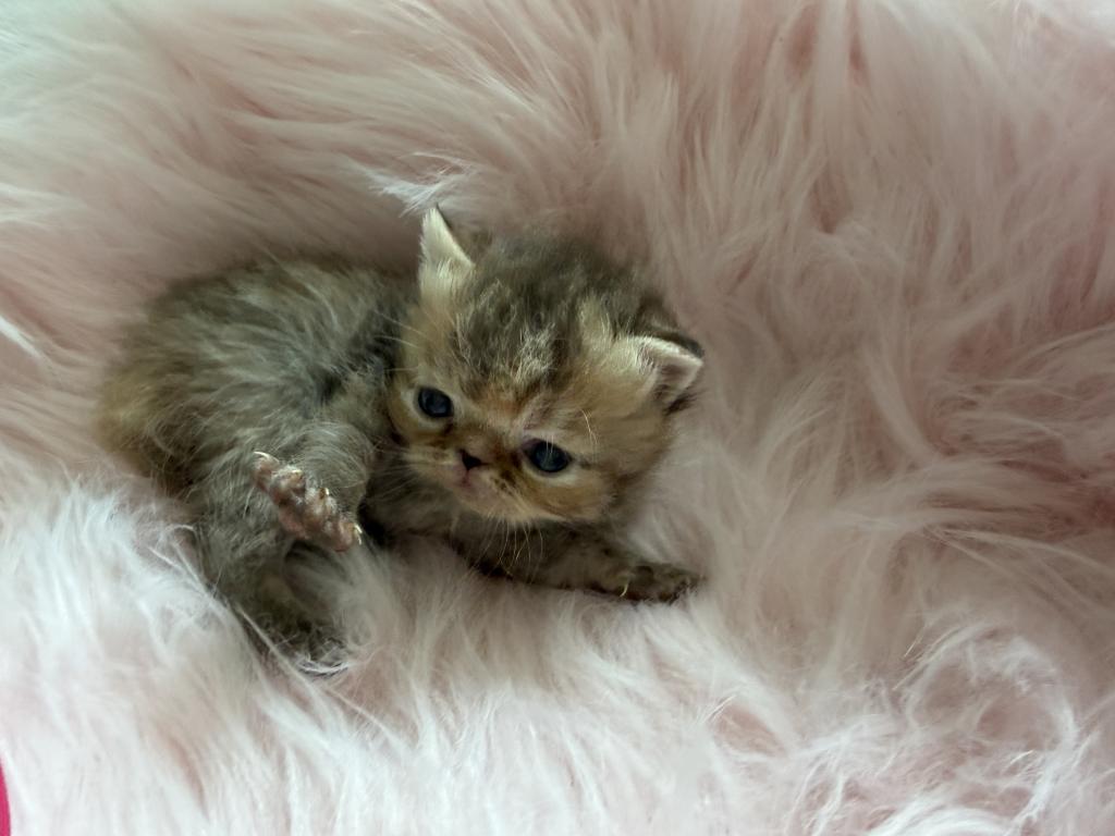 Exotic Tabby Tabby photo 4