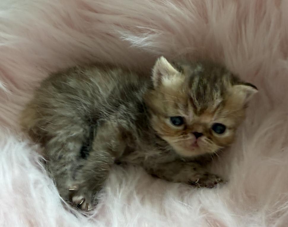 Exotic Tabby Tabby photo 8