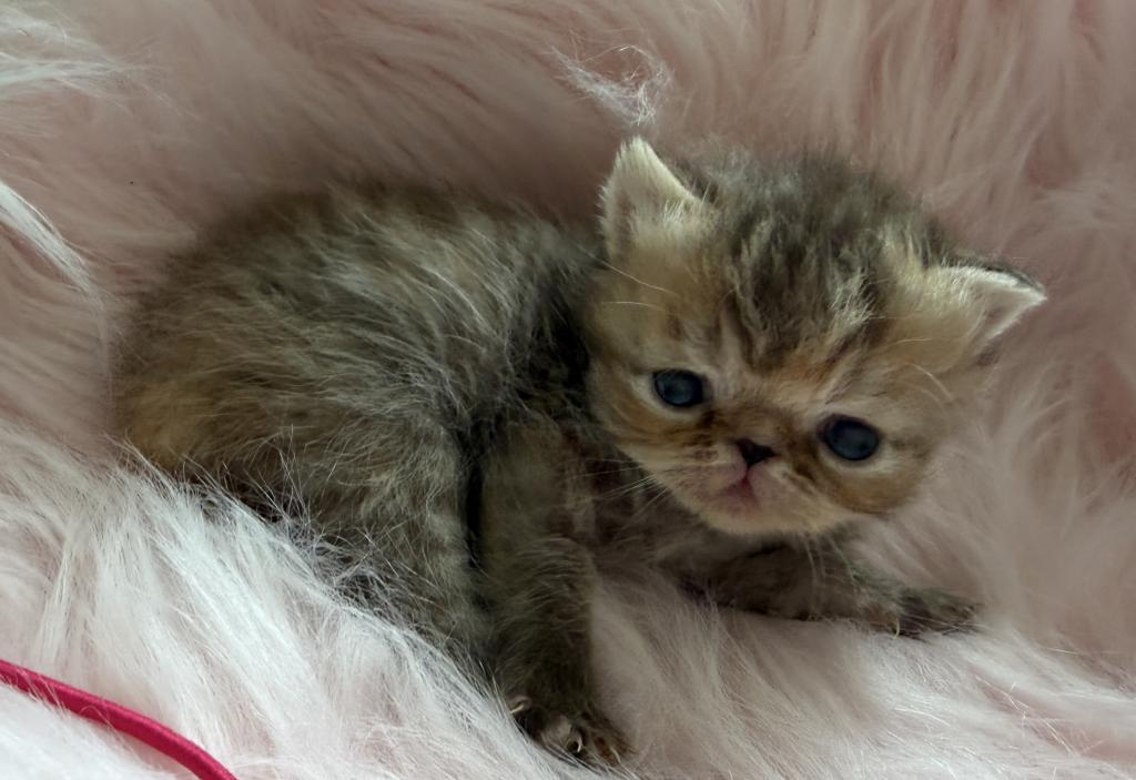 Exotic Tabby Tabby photo 7