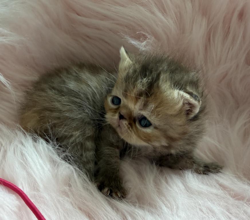 Exotic Tabby Tabby photo 1