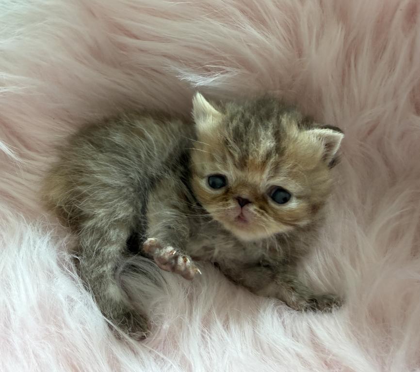 Exotic Tabby Tabby photo 2