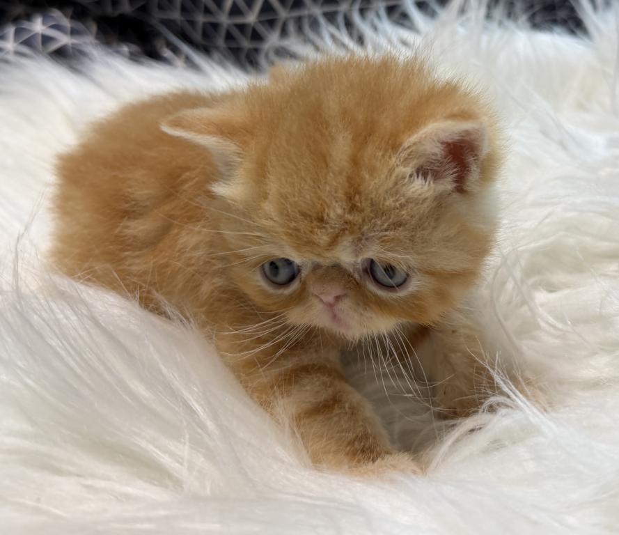 Exotic Garfield photo 5