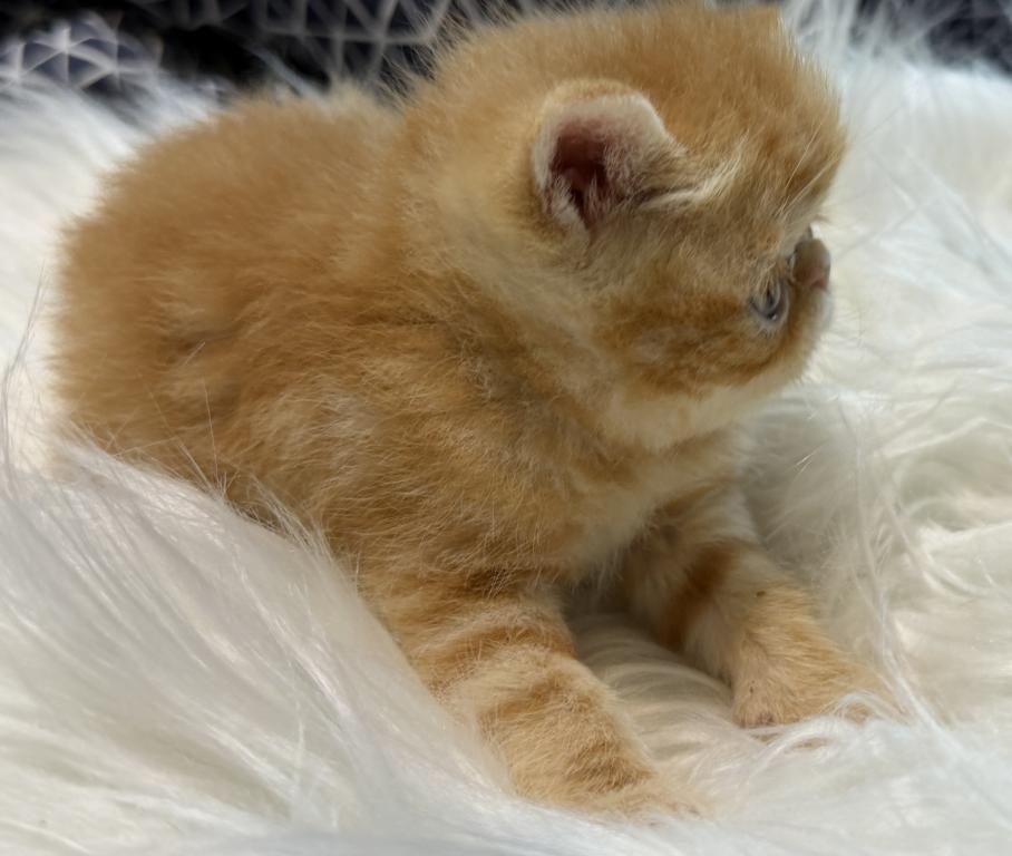 Exotic Garfield photo 2