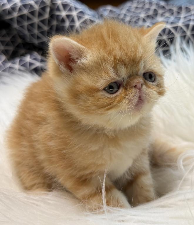 Exotic Garfield photo 3