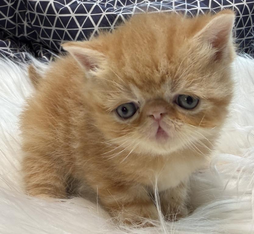 Exotic Garfield photo 4