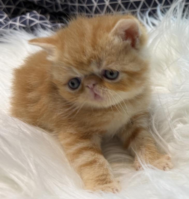 Exotic Garfield photo 1