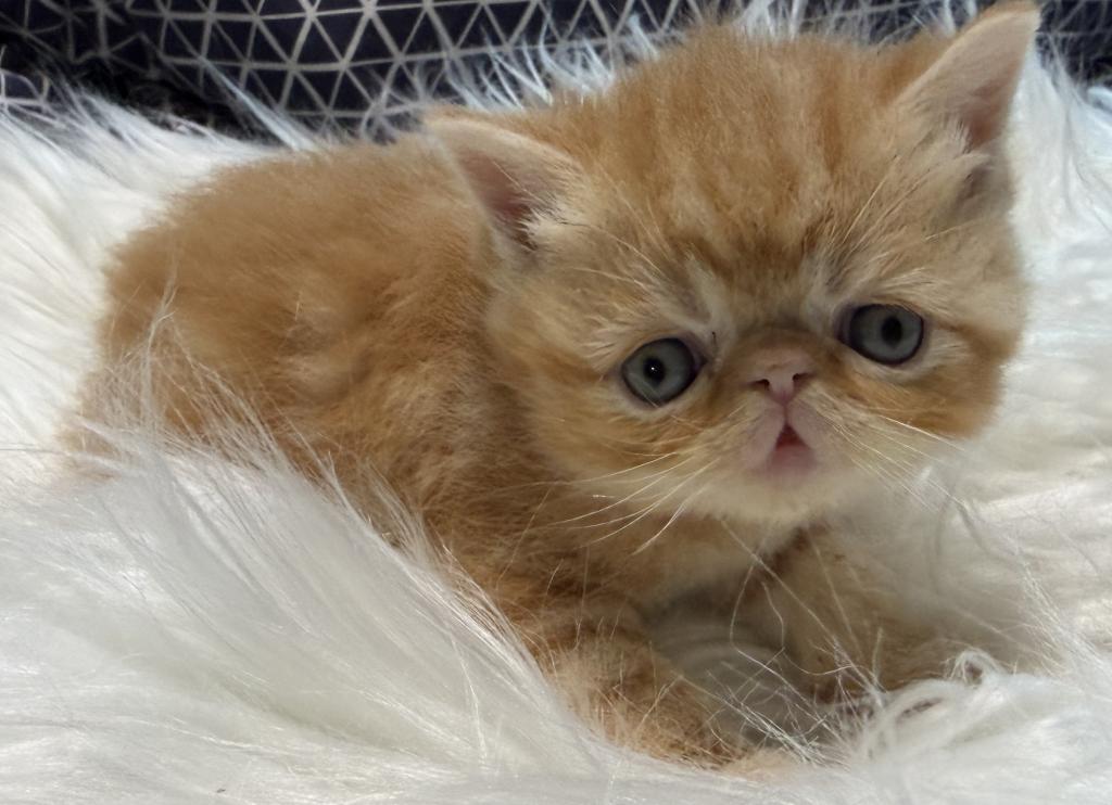 Exotic Garfield photo 6