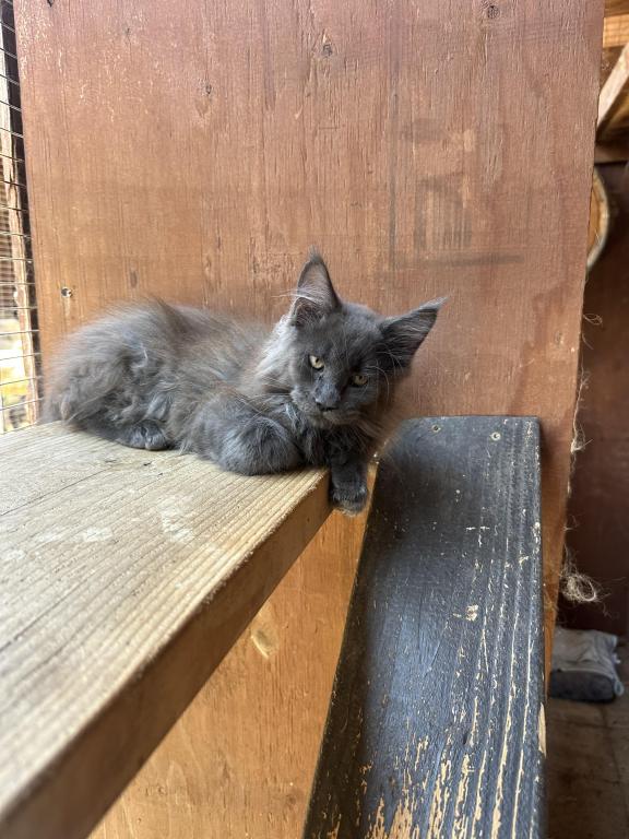 Zeus photo 1