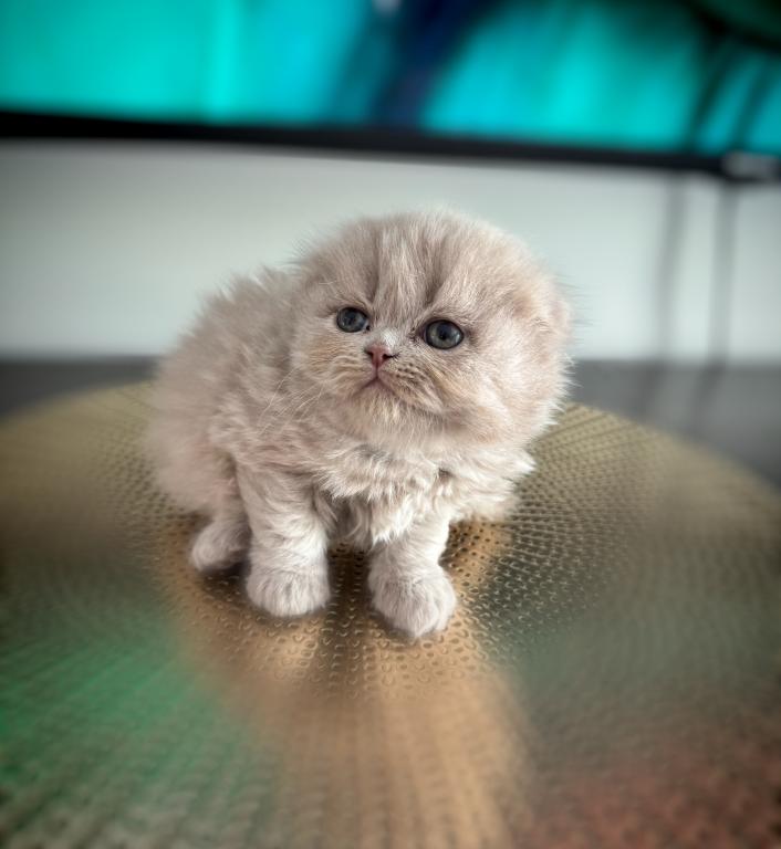 Coco photo 3