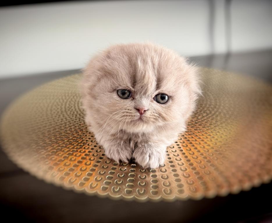 Coco photo 1
