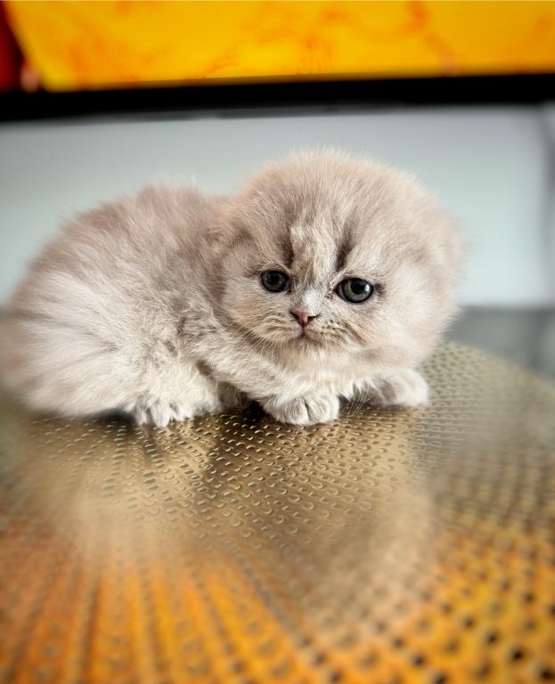 Coco photo 2