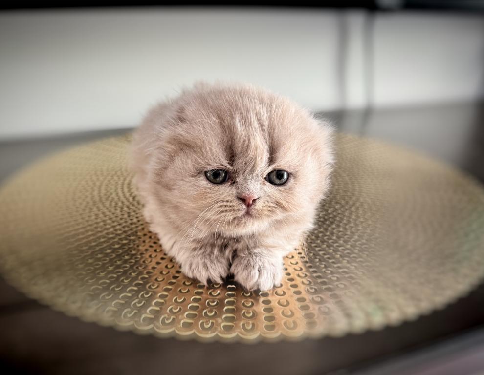 Coco photo 5