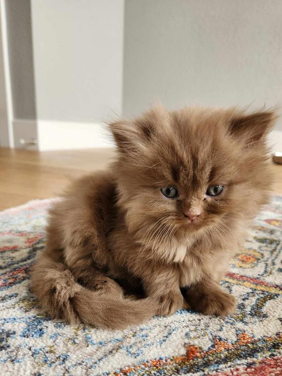 Waiting List For Scottish Kittens Is Open