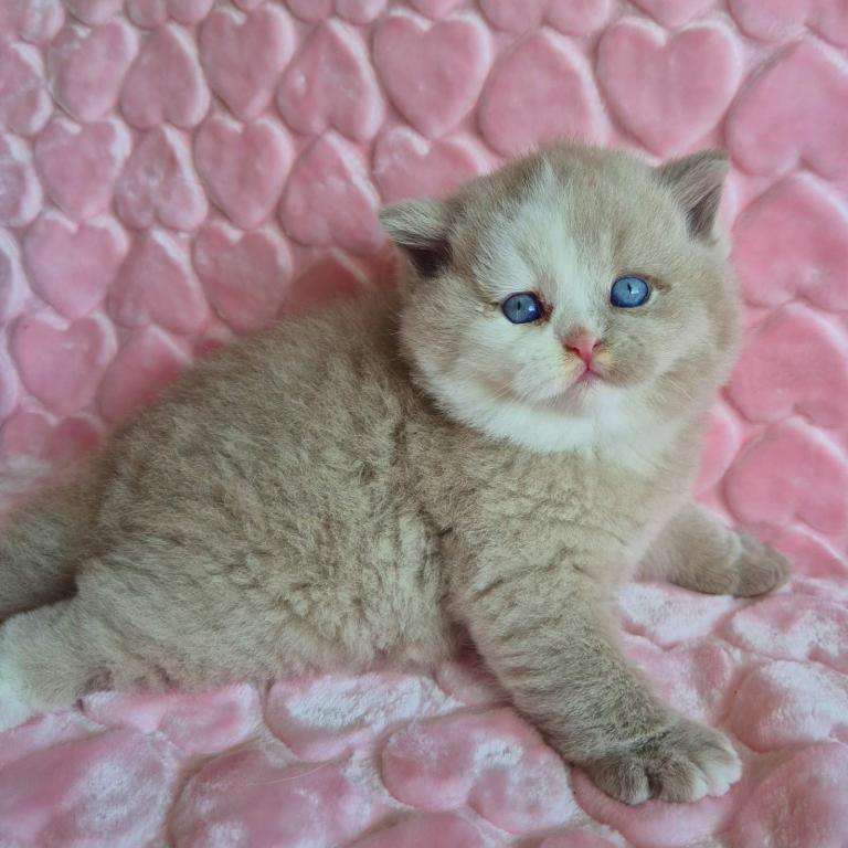 Gummy photo 3