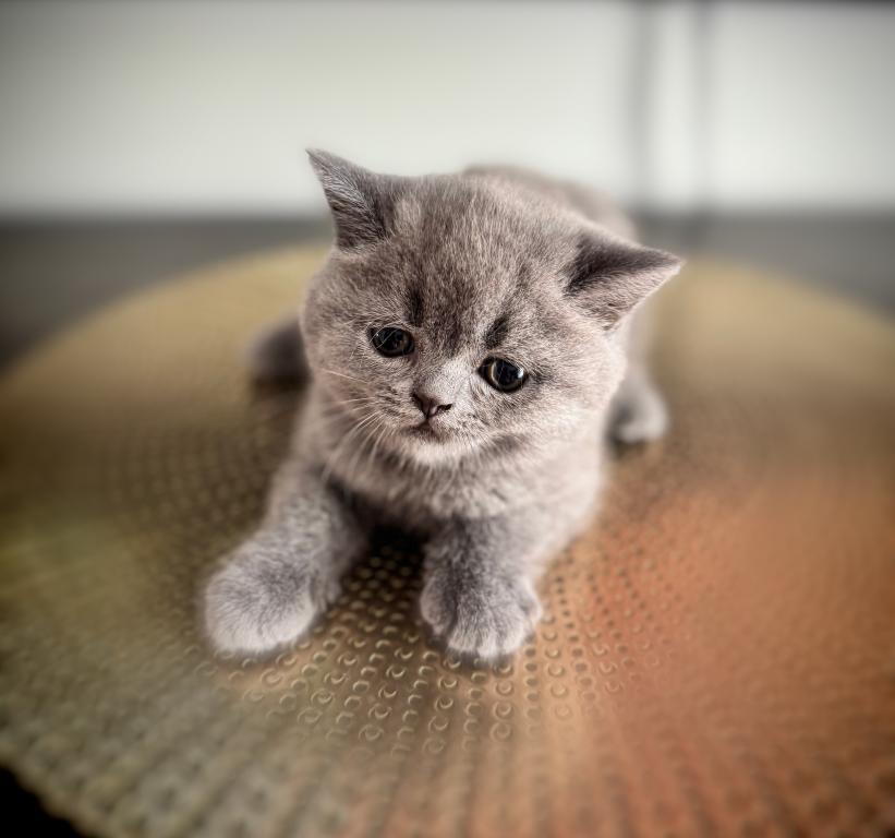 Violet photo 5