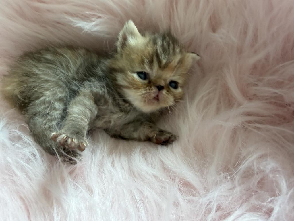 Toffee Exotic Tortie Kitten photo 2