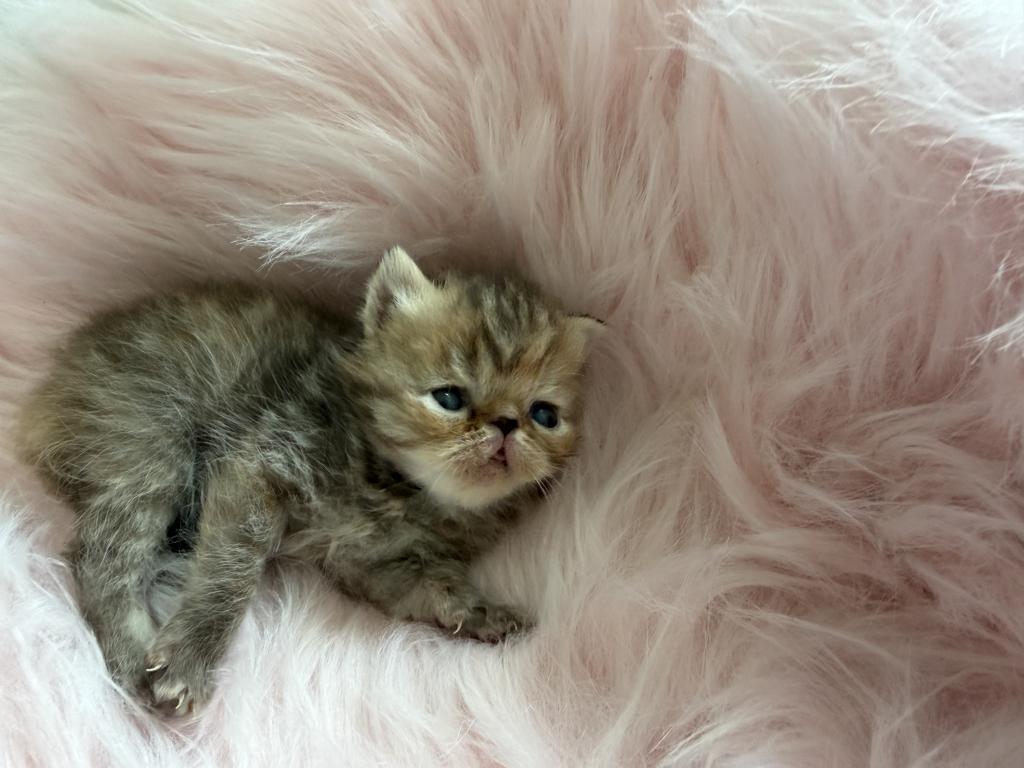 Toffee Exotic Tortie Kitten photo 4