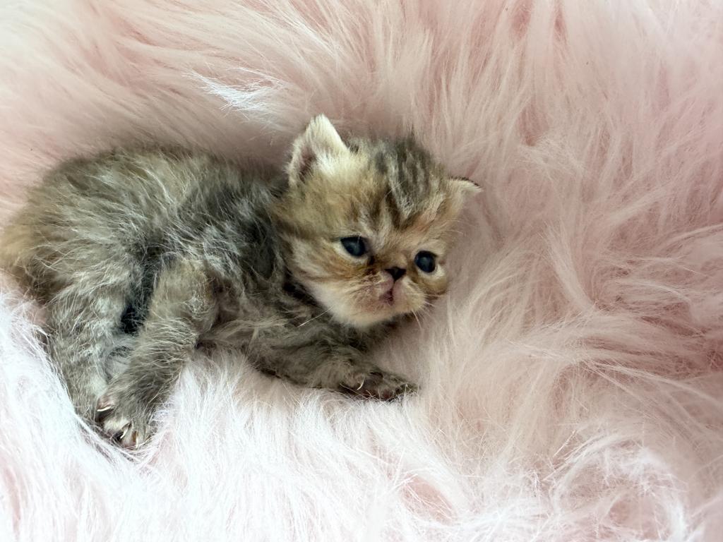 Toffee Exotic Tortie Kitten photo 5