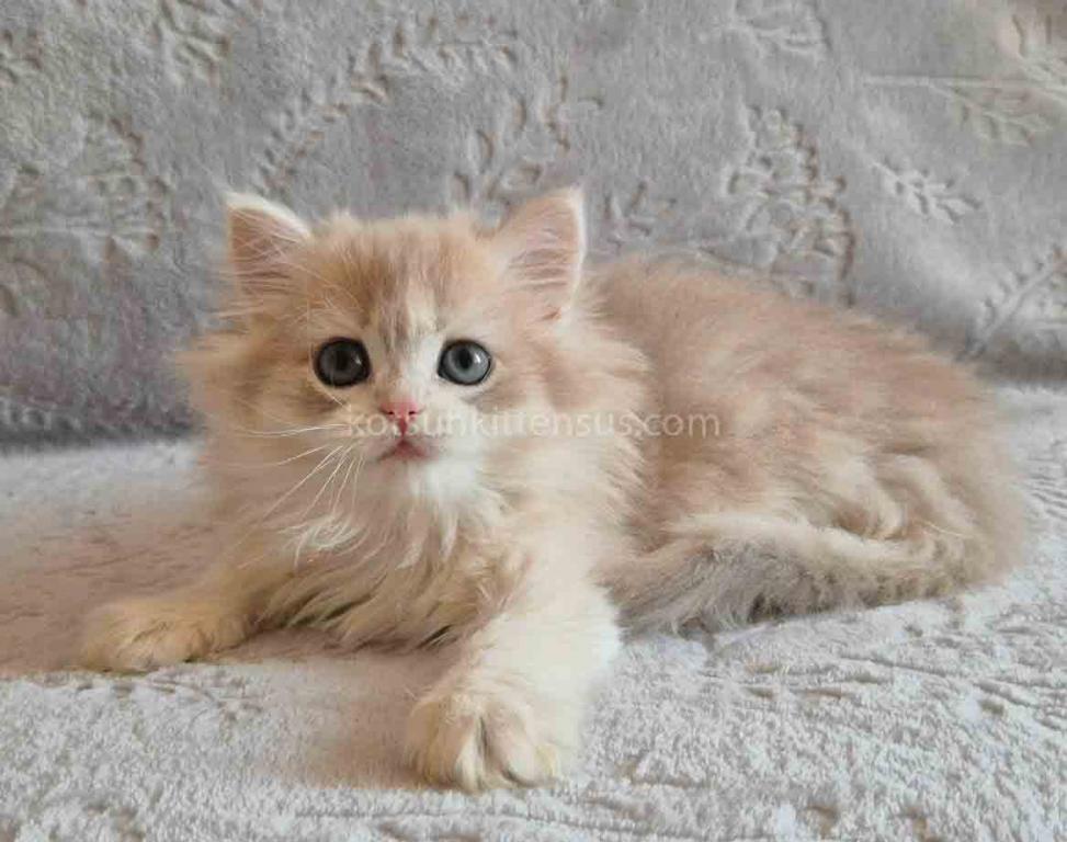 Harmony Blue Golden Shell Ay 12 British Longhair photo 6