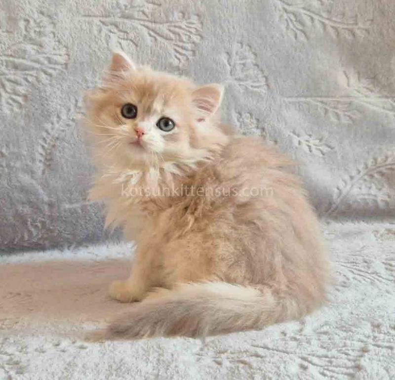 Harmony Blue Golden Shell Ay 12 British Longhair photo 4