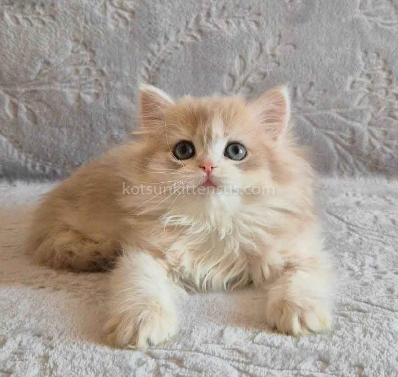 Harmony Blue Golden Shell Ay 12 British Longhair photo 3