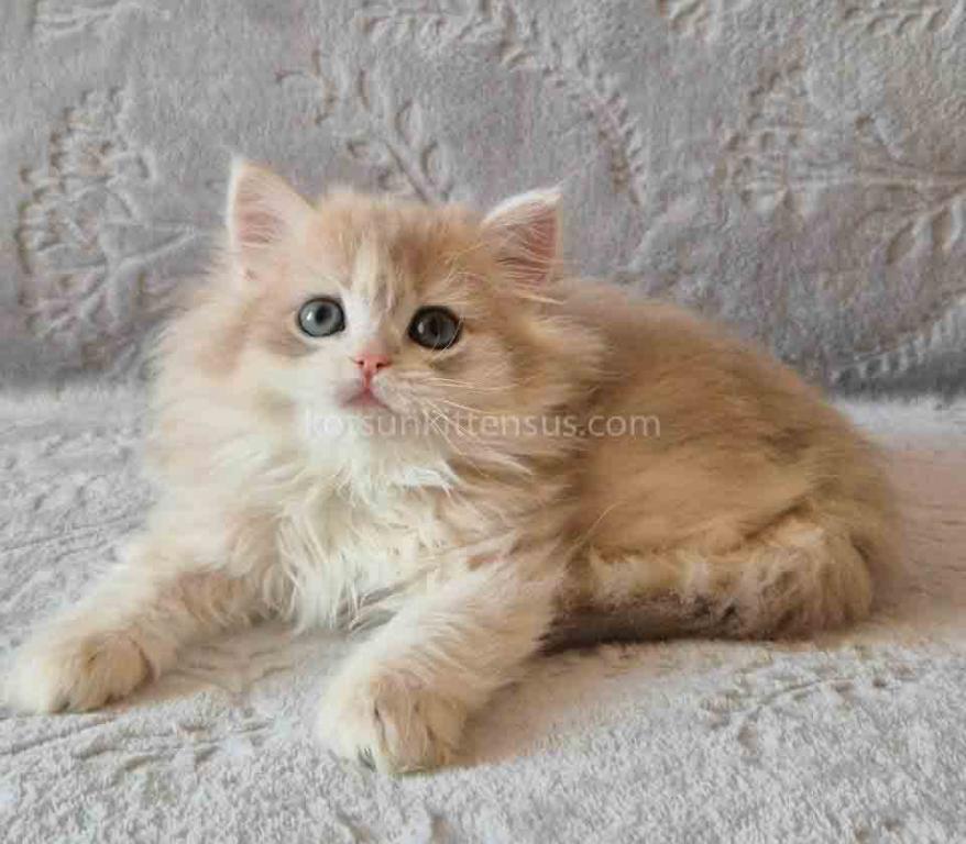 Harmony Blue Golden Shell Ay 12 British Longhair photo 2