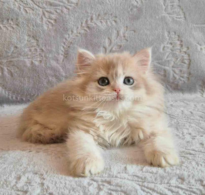 Harmony Blue Golden Shell Ay 12 British Longhair photo 1