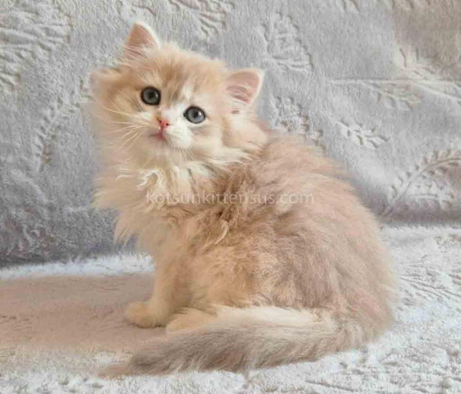 Harmony Blue Golden Shell Ay 12 British Longhair photo 5