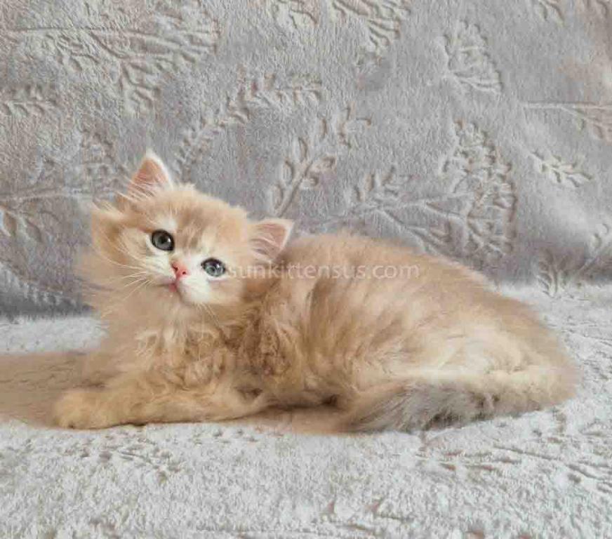 Harmony Blue Golden Shell Ay 12 British Longhair photo 7