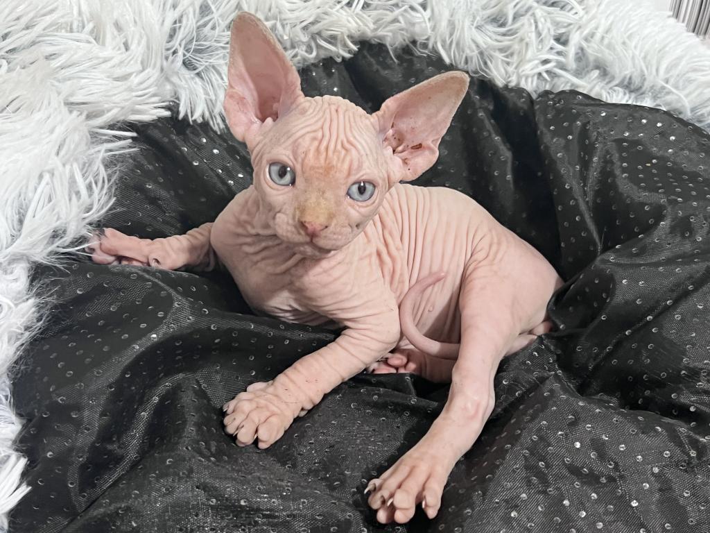 Sphynx photo 2