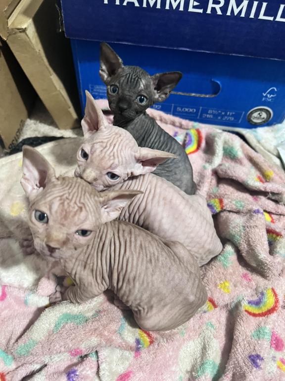 Sphynx photo 1