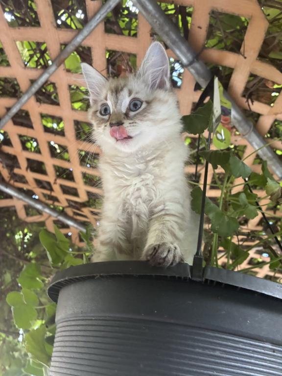 2 Siamese Female Kittens