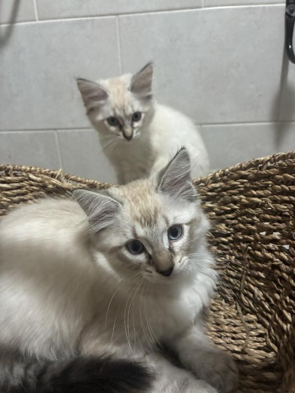 2 Siamese Female Kittens photo 3
