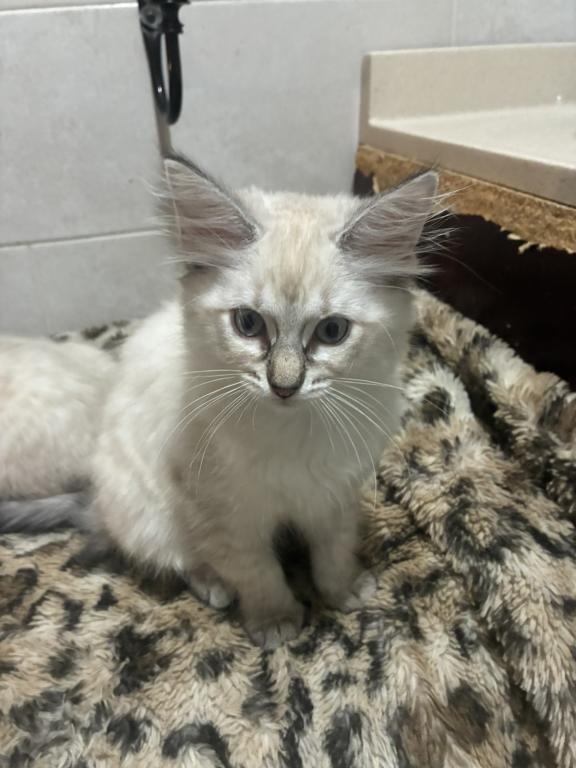 2 Siamese Female Kittens photo 4