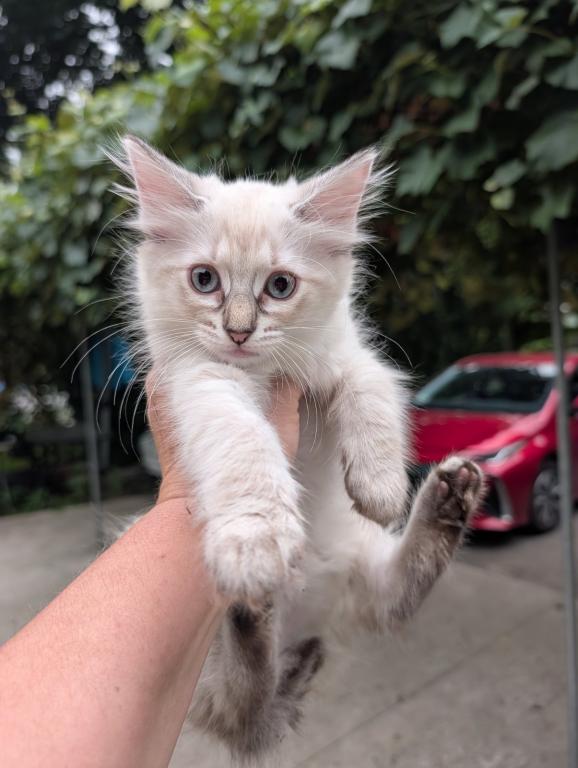 Siamese Female Kitten photo 2