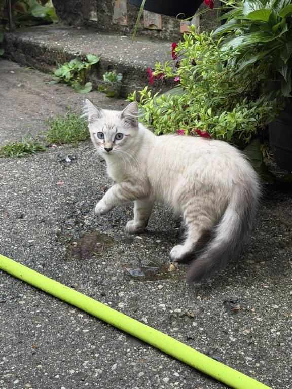 Siamese Female Kitten photo 2