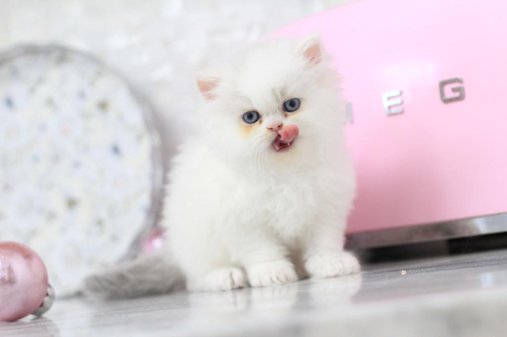 Toulouse Blue Eyes photo 6
