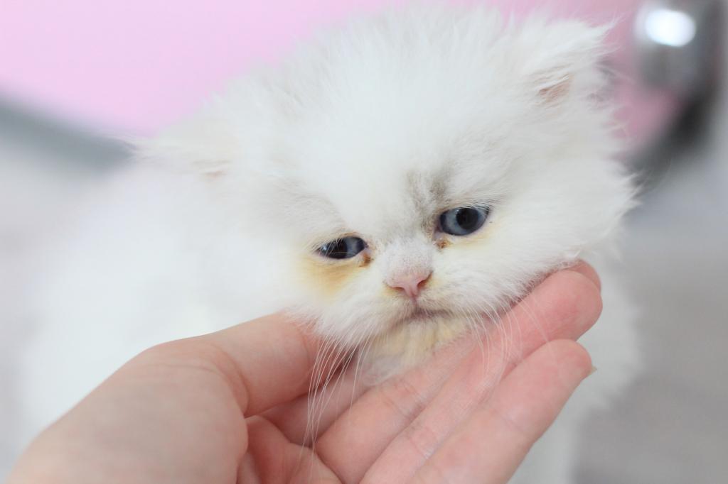 Toulouse Blue Eyes photo 5