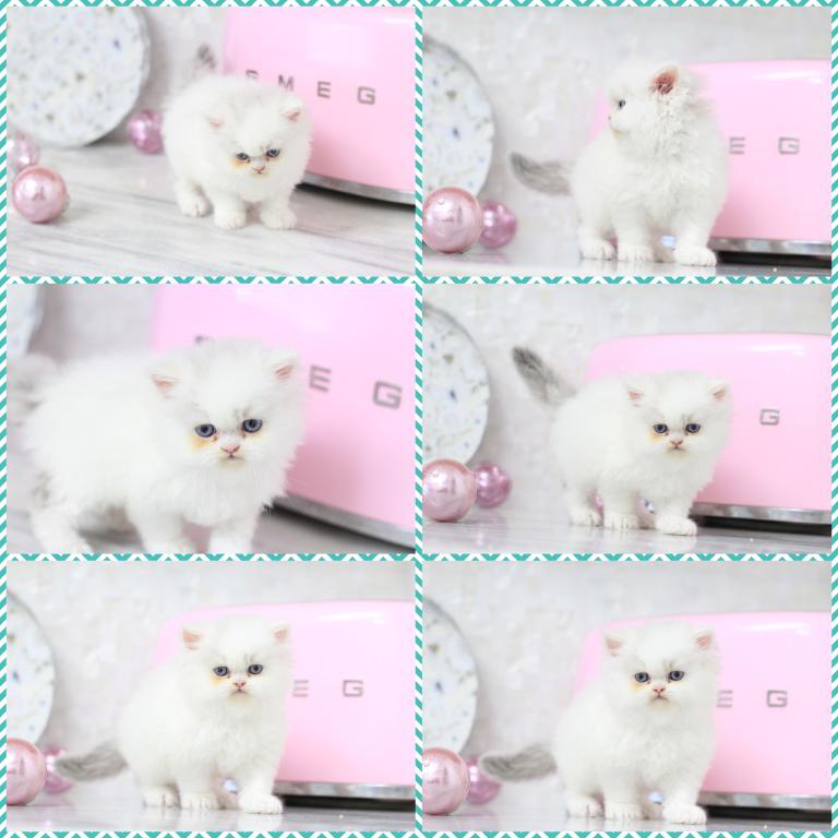 Toulouse Blue Eyes photo 8