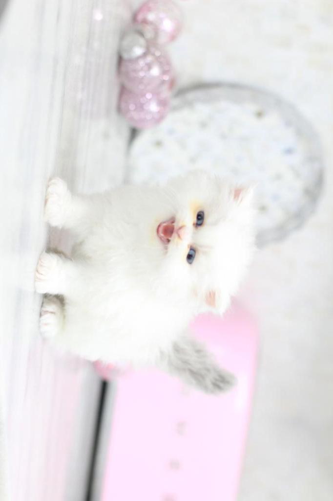 Toulouse Blue Eyes photo 4