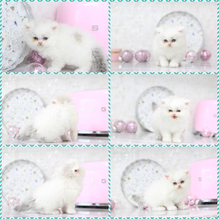 Toulouse Blue Eyes photo 9
